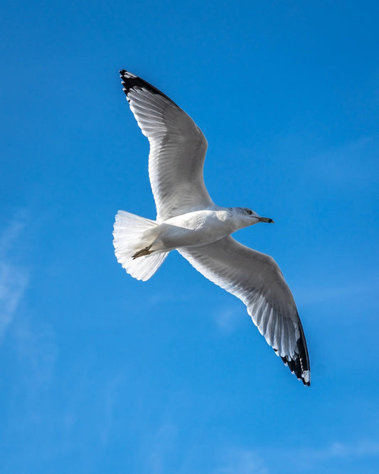 The Art of Letting Go: Finding Peace in Acceptance